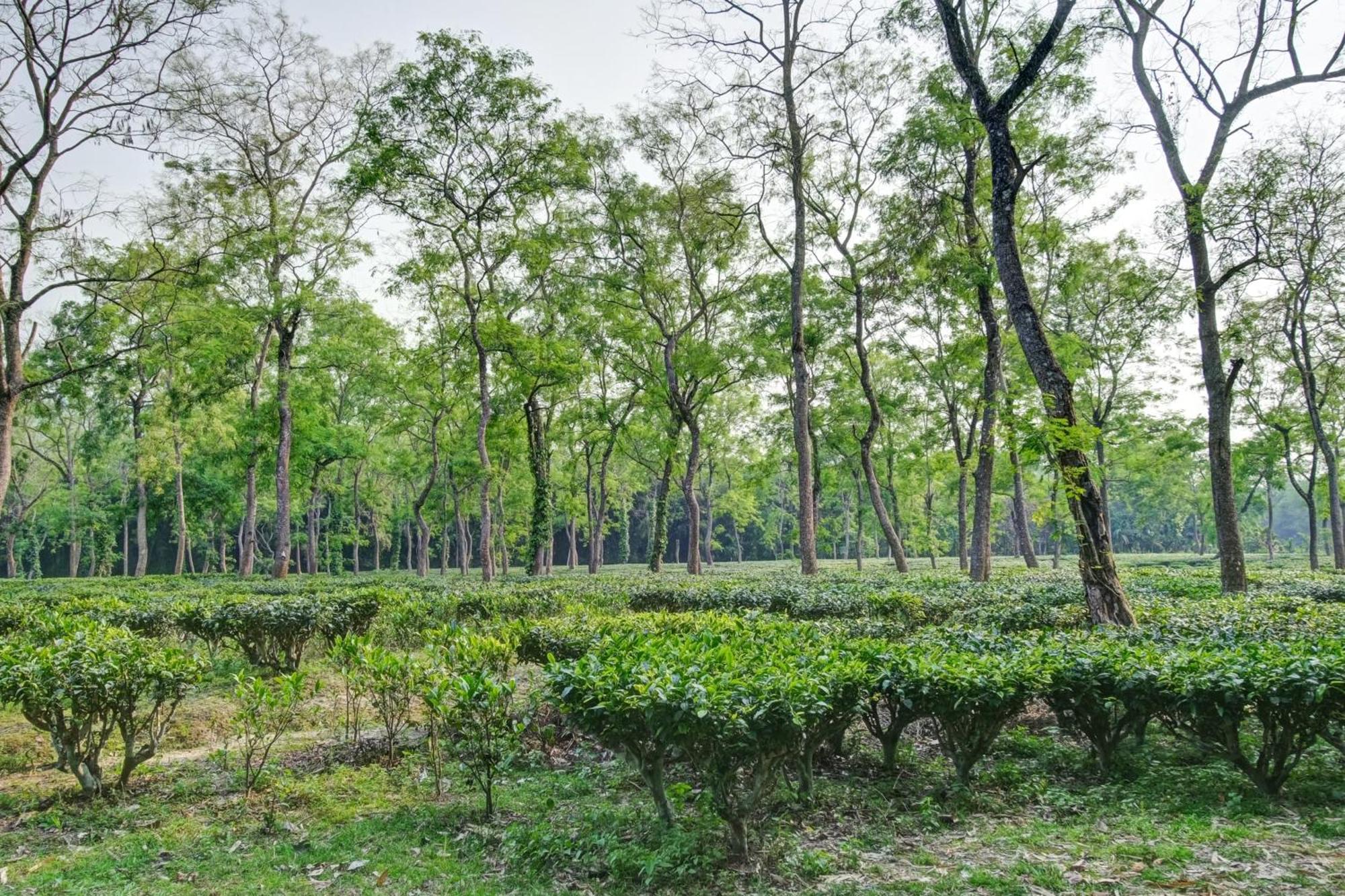 Hotel O Heritage Nest Resort Kazirnga Казіранґа Екстер'єр фото